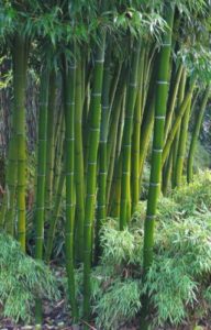 Au coeur du bambou